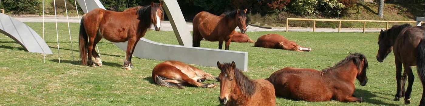 Cabalos do monte no campus