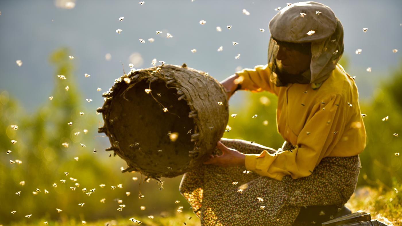 Docs del Mes: 'Honeyland'