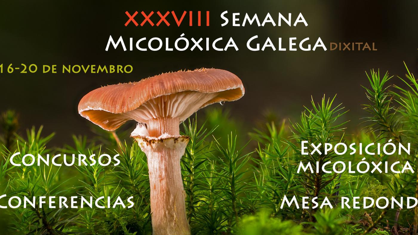 A Semana Micolóxica Galega celebra a súa trixésimo oitava edición con exposicións, conferencias, mesas redondas e concursos