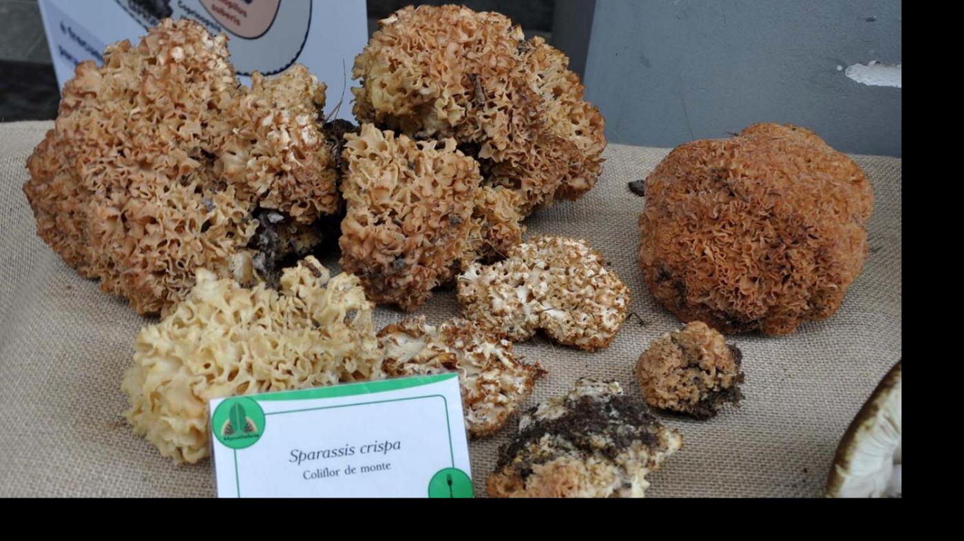 San Alberte 2018