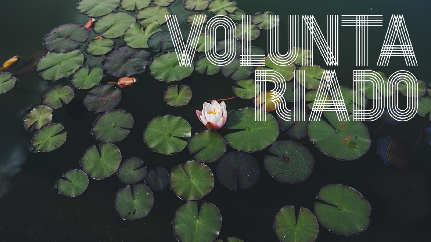 Nenúfares para difundir o Día do Voluntariado