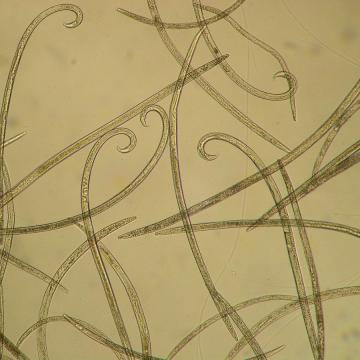 Unha tese constata o alto risco de que Galicia se vexa afectada pola enfermidade do nematodo do piñeiro