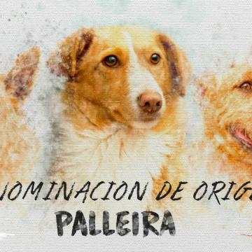 Un selo de calidade co que animar a adoptar un can