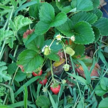 Estudantes de Ciencias colaborarán con entidades rurais para mellorar o procesado e conservación de froitas e verduras de proximidade